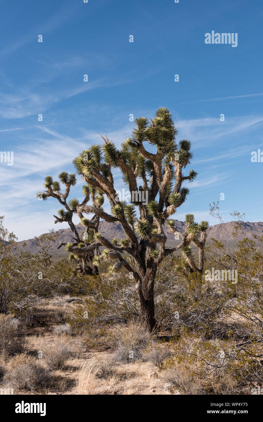 Alberi di Joshua dot per il deserto del Mojave National Preserve in California Foto Stock