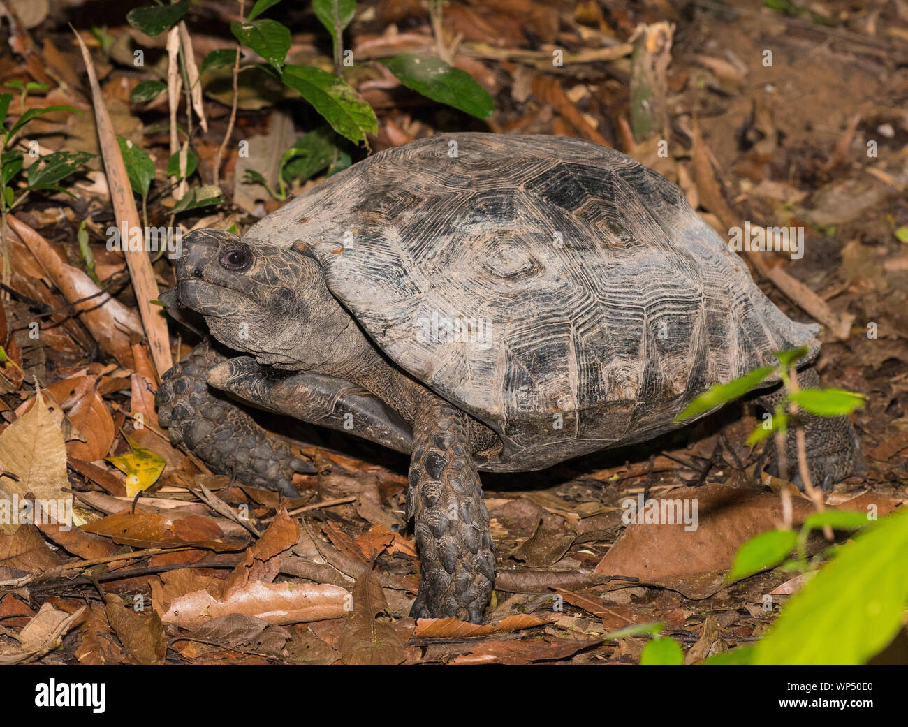 Foto di una grande foresta asiatica tartaruga (Manouria emys) nella foresta pluviale in Kaeng Krachan NP, Thailandia Foto Stock