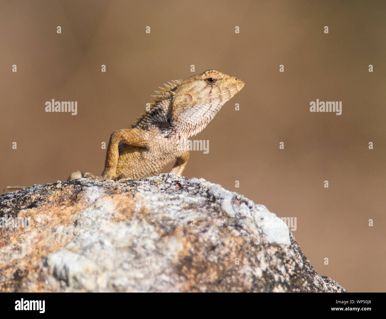 Modificabile Lizard Phuket, (Calotes versicolor) seduto su una roccia, Phuket, Tailandia Foto Stock