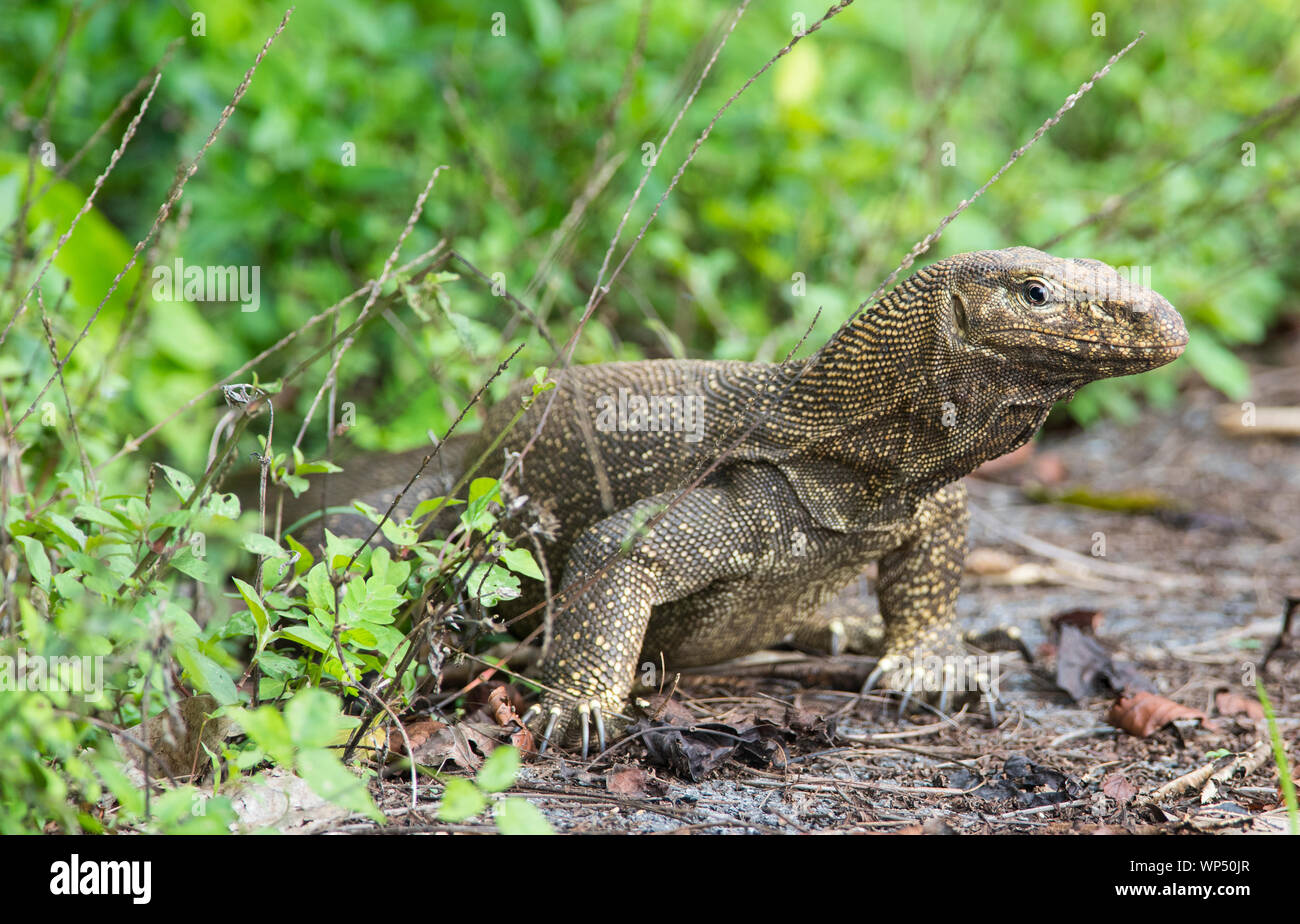 Vicino la foto di un adulto offuscato Monitor Lizard (Varanus nebulosus) in Kaeng Krachan NP della Thailandia. Foto Stock