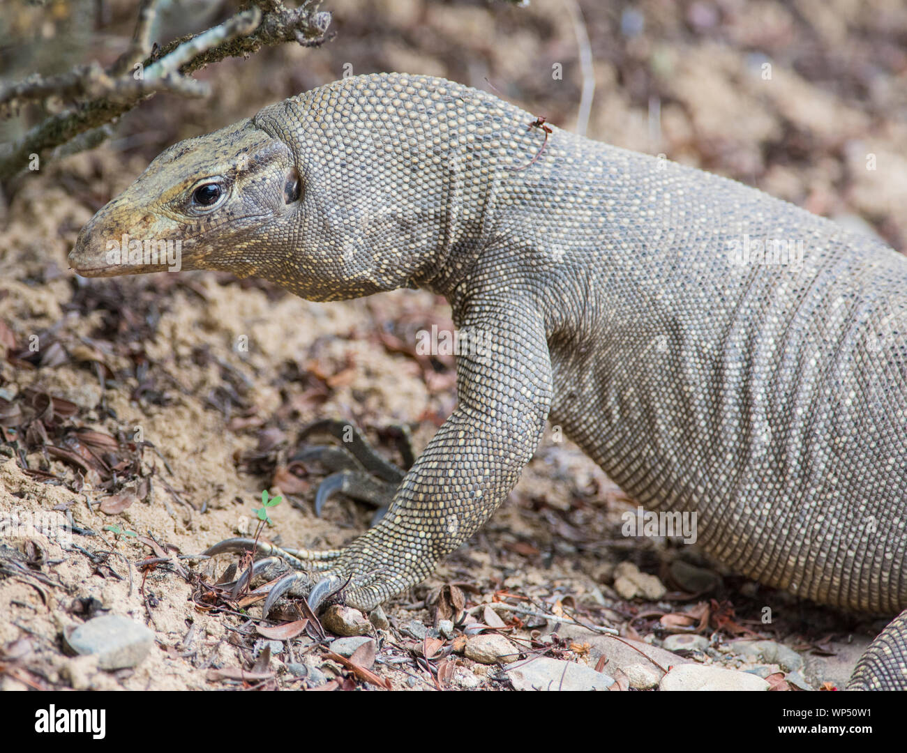 Vicino la foto di un adulto offuscato Monitor Lizard (Varanus nebulosus) in Kaeng Krachan NP della Thailandia. Foto Stock