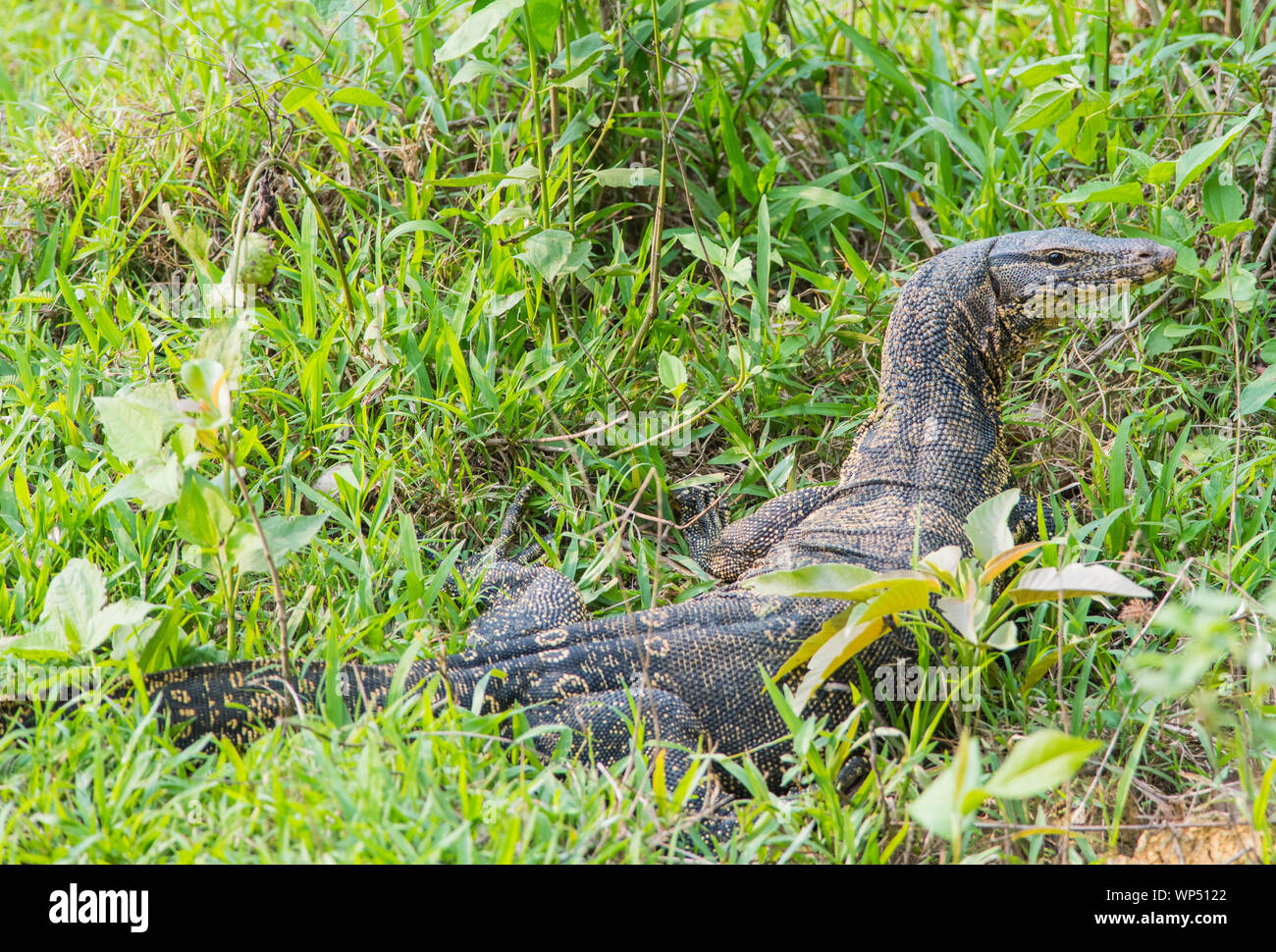 Ampio monitor acqua Lizard (Varanus salvator) nella prateria Kaeng Krachan NP della Thailandia. Foto Stock
