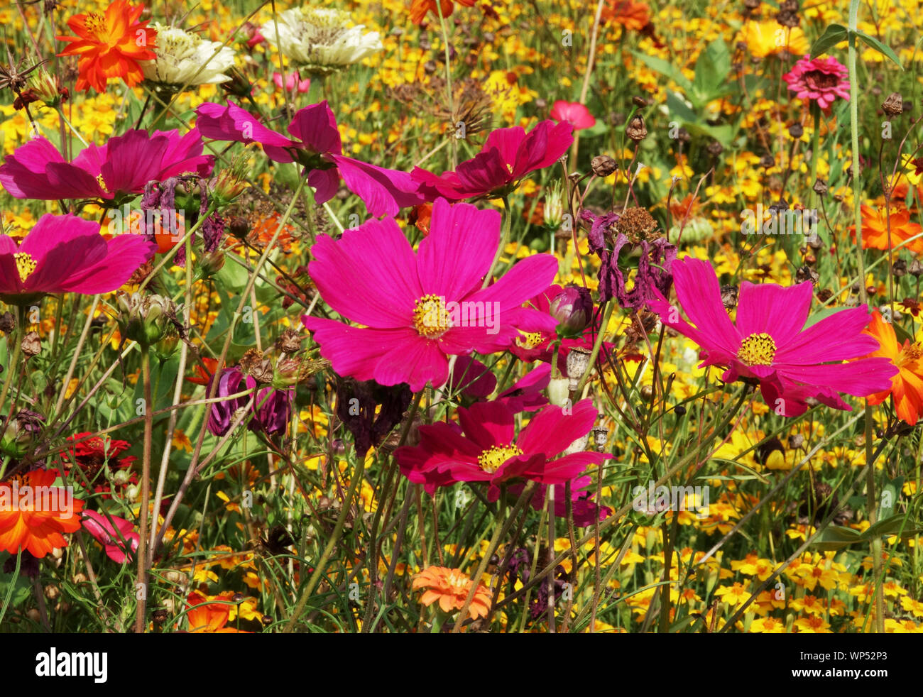 Giardino estivo fiori, rosso aster messicano, giardino cosmos bipinnatus, giallo calendula Foto Stock