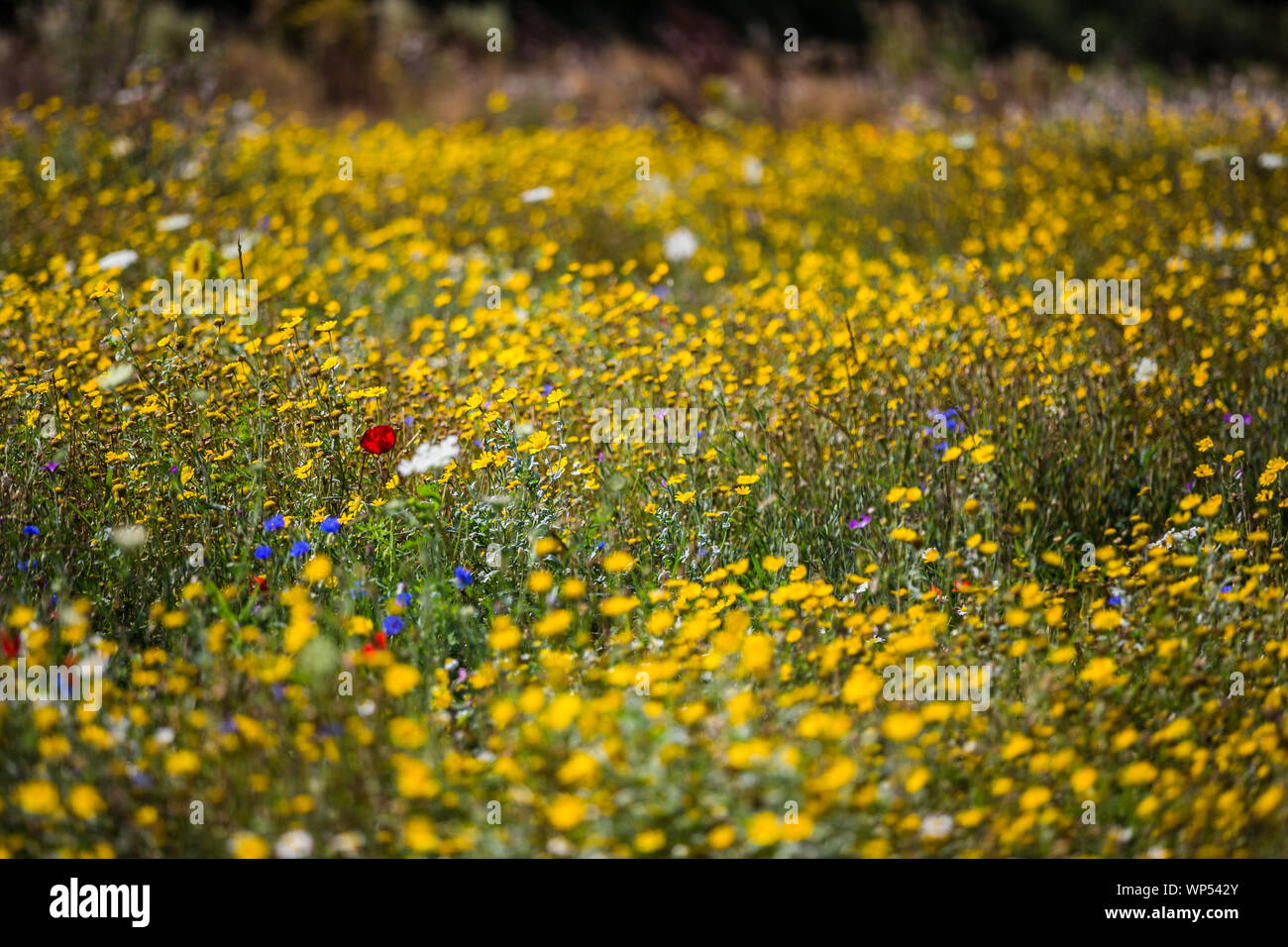 Prato con fiori di campo Foto Stock