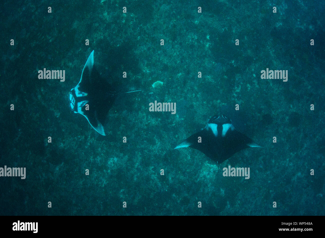 Coppia di razze Oceanic Manta, Manta birostris, con tipica striscia dorsale a forma di 'T', sito di immersione di Capo Kri, Dampier Strait, Raja Ampat Foto Stock
