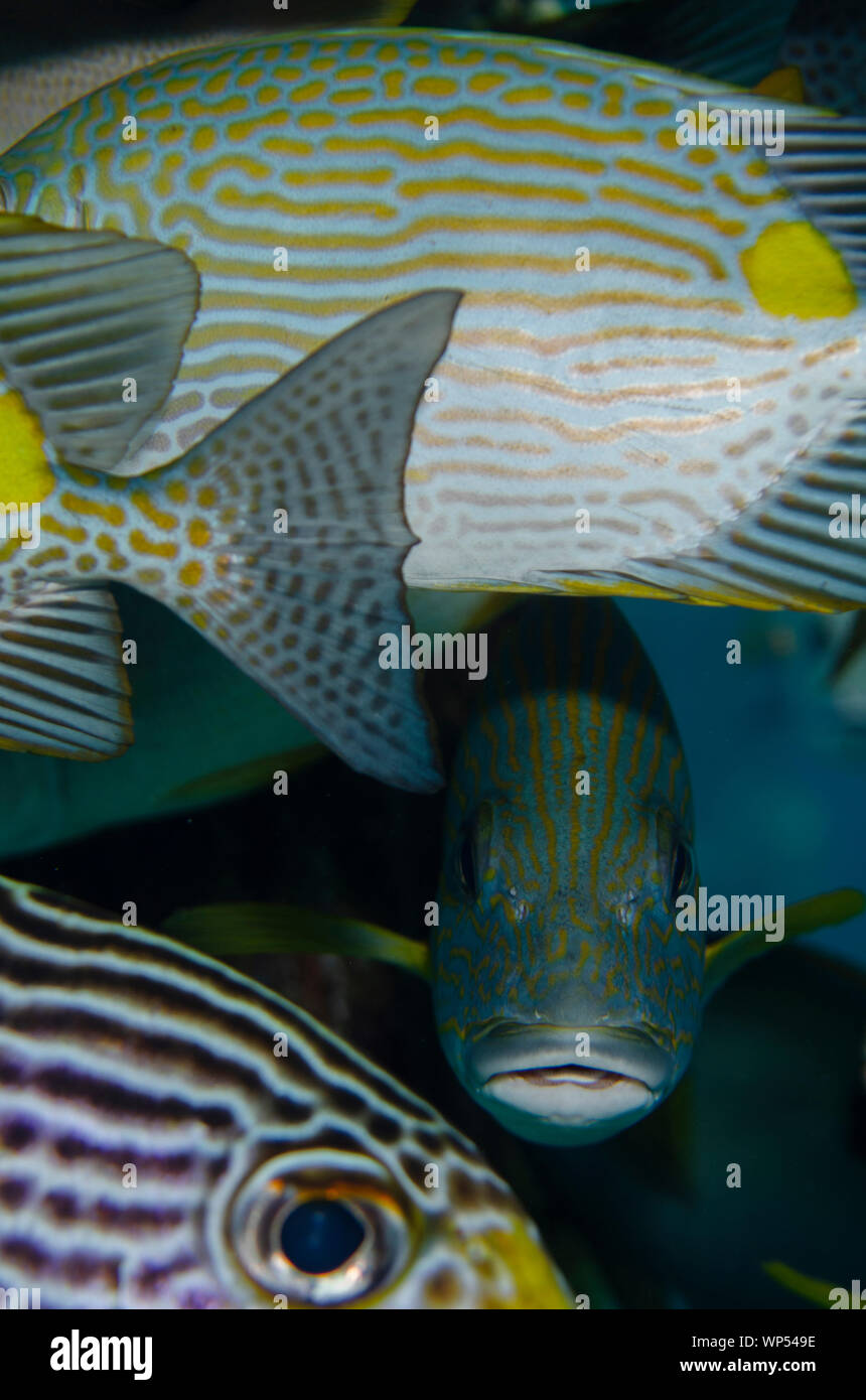 Sweetlips, Plectorhinchus chrysotaenia, Sweetlips con bande diagonali, Plectorhinchus lineatus e Rabbitfish con righe, Siganus lineatus Foto Stock