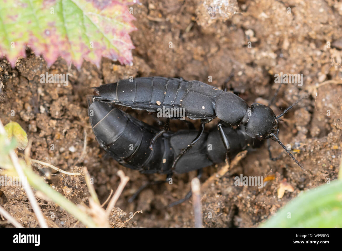 Devil's coach-cavallo beetle (Ocypus olens) coniugata coppia, REGNO UNITO Foto Stock