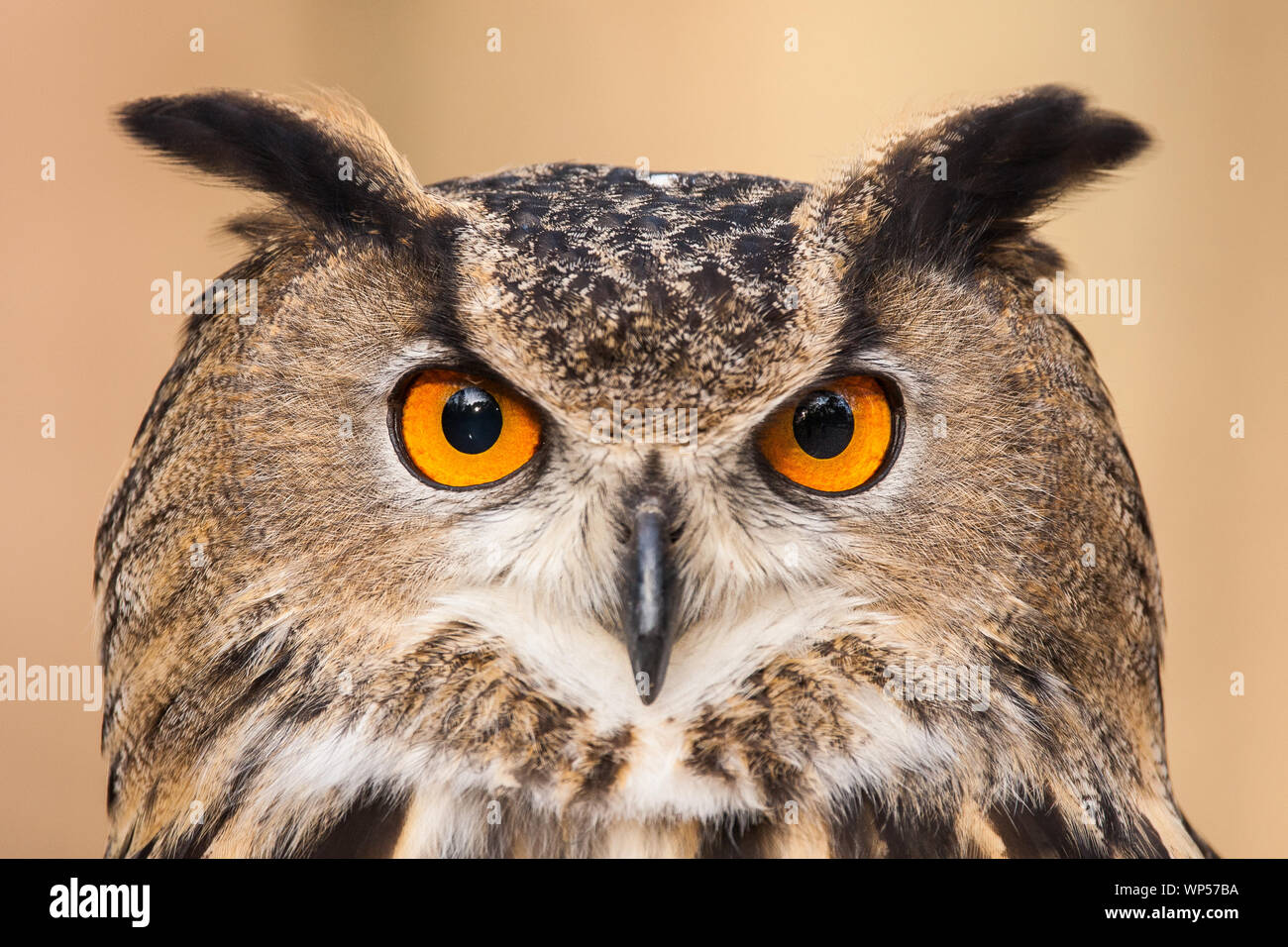 Un ritratto di un gufo reale. Foto Stock