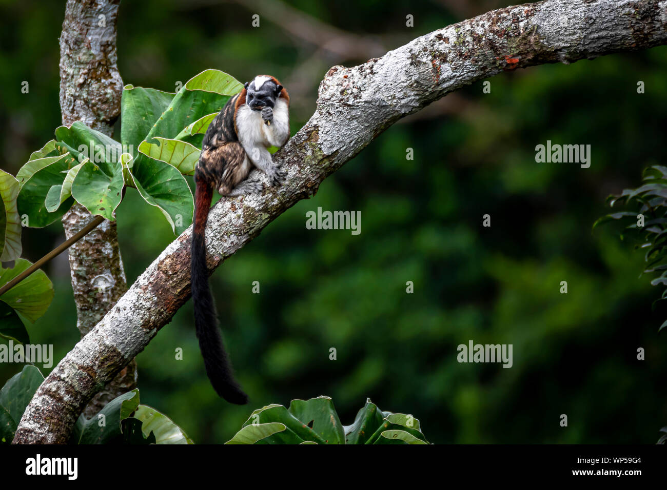 Geoffroy's tamarin (Saguinus geoffroyi), noto anche come il panamense, rosso-crested o rufous-naped tamarin Foto Stock