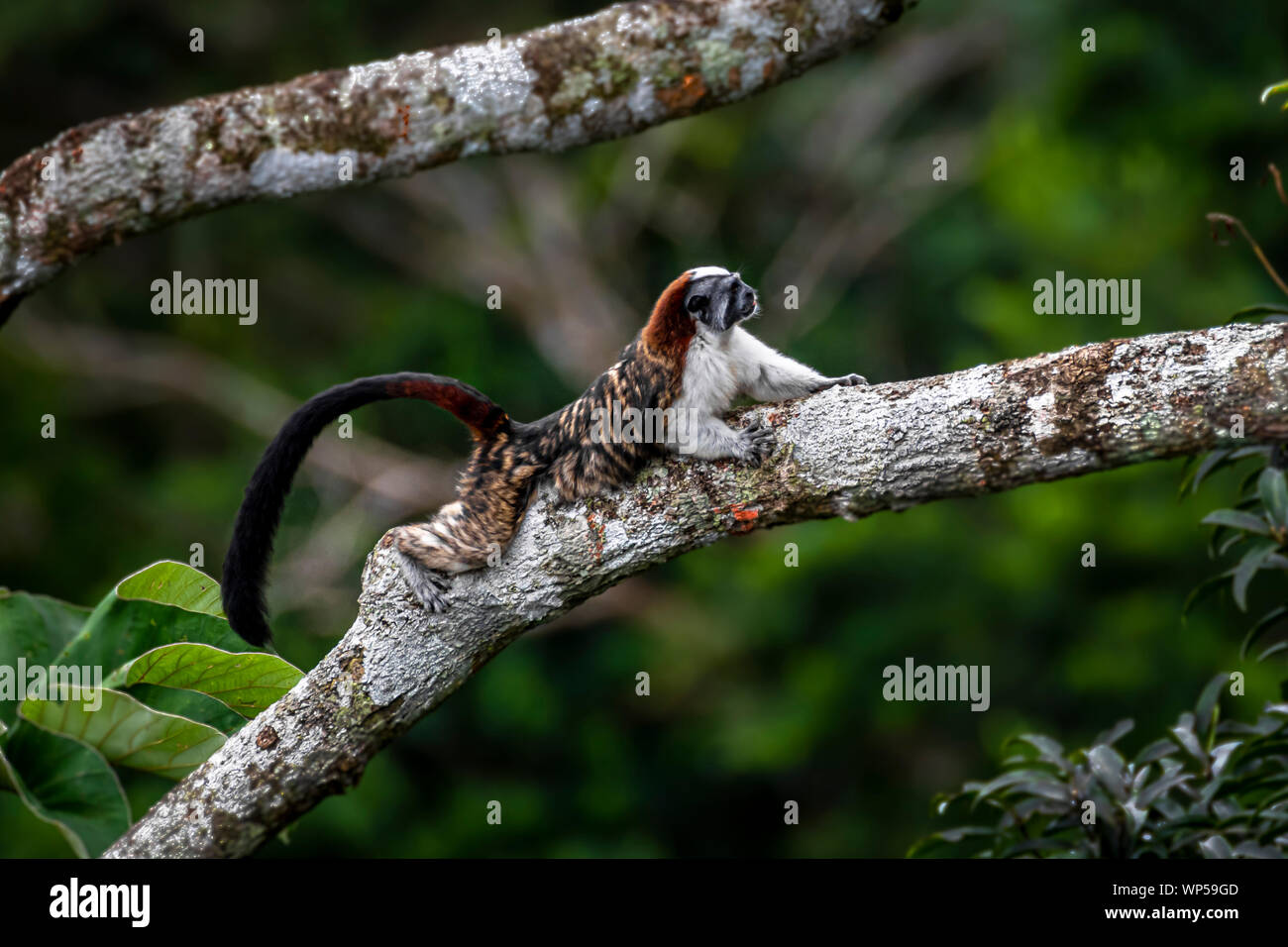 Geoffroy's tamarin (Saguinus geoffroyi), noto anche come il panamense, rosso-crested o rufous-naped tamarin Foto Stock