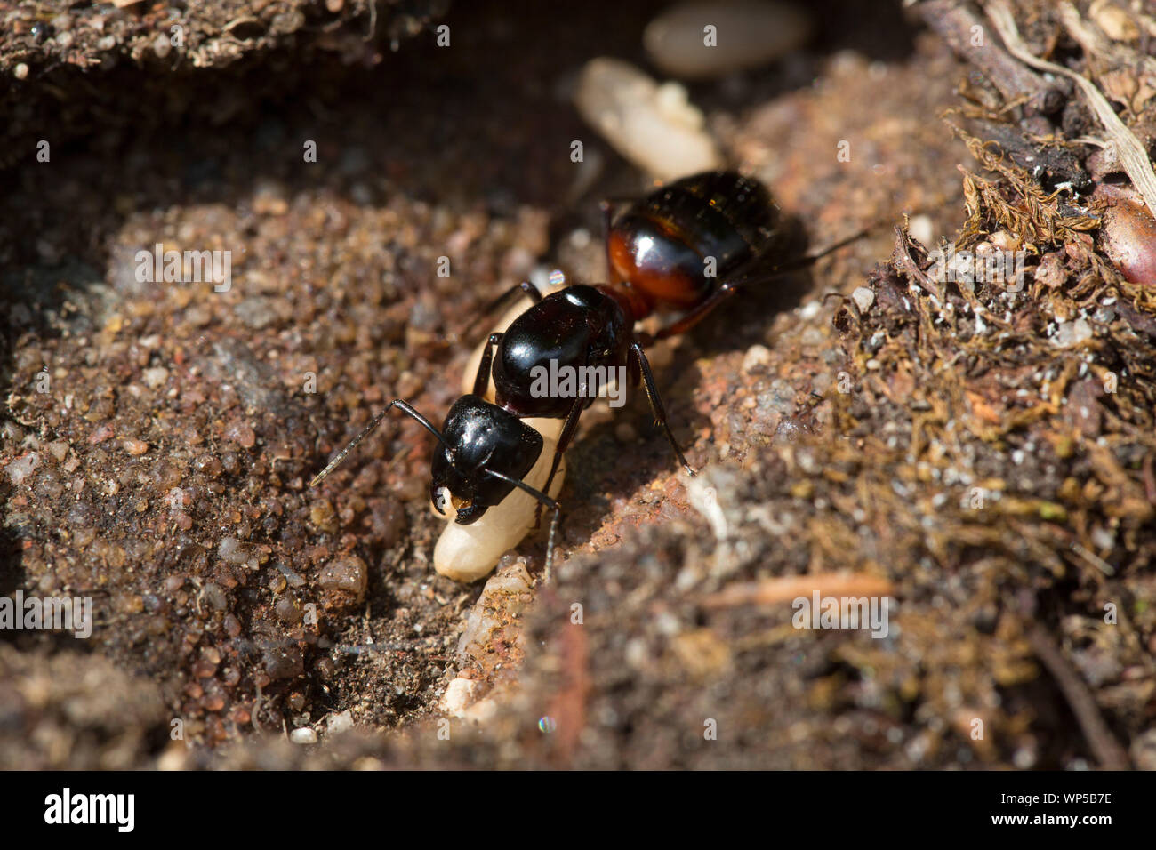 Carpenter ant e uova. Questa regina è tendente a uova in un nido di nuovo. Foto Stock