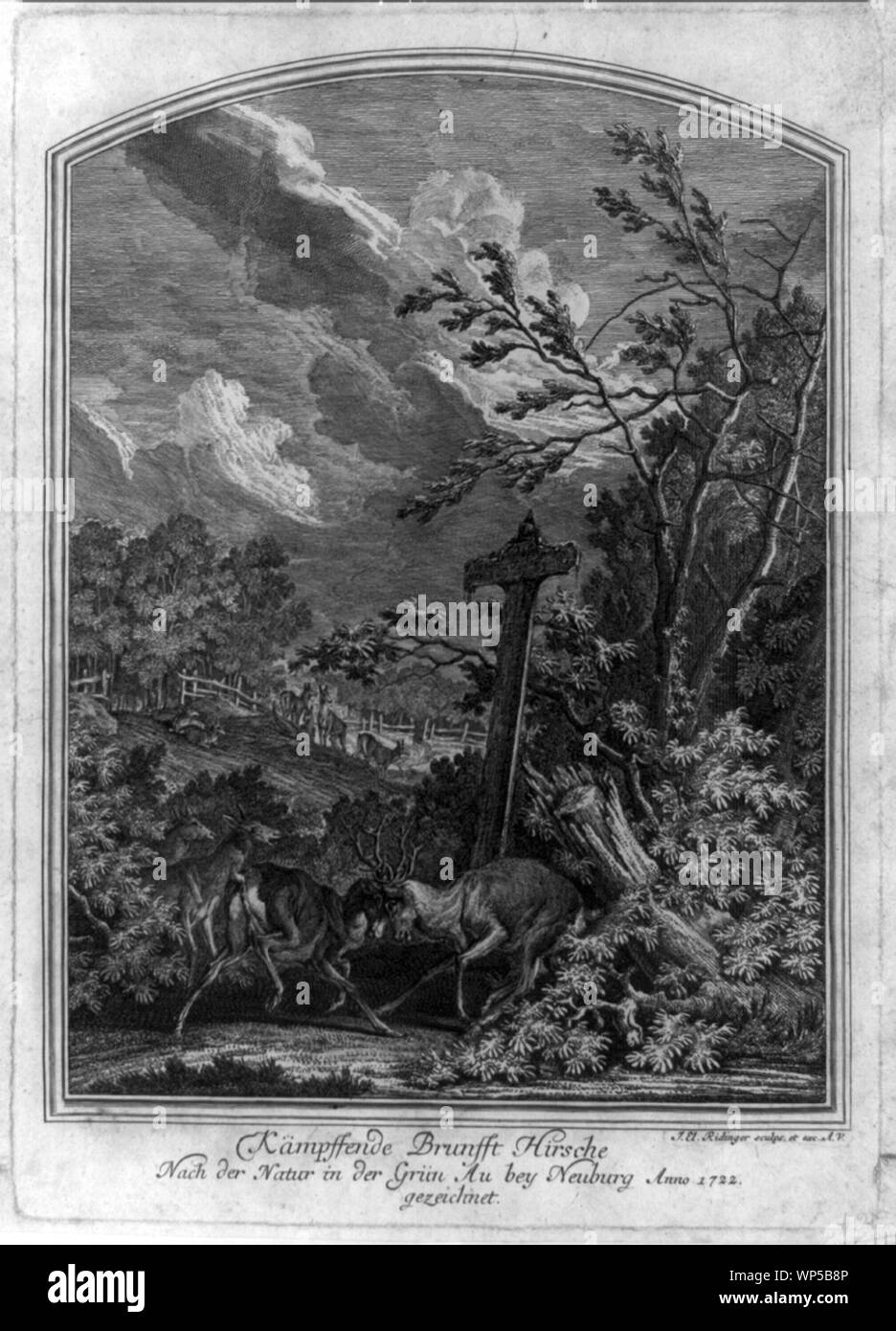 Kampssende Brunsst Hirsche... Foto Stock