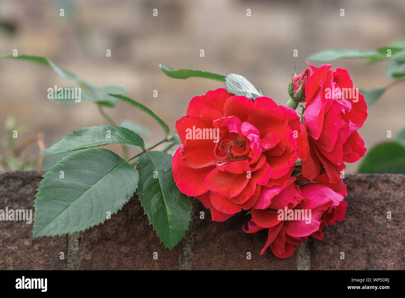 Red rose selvatiche sul muro di mattoni Foto Stock