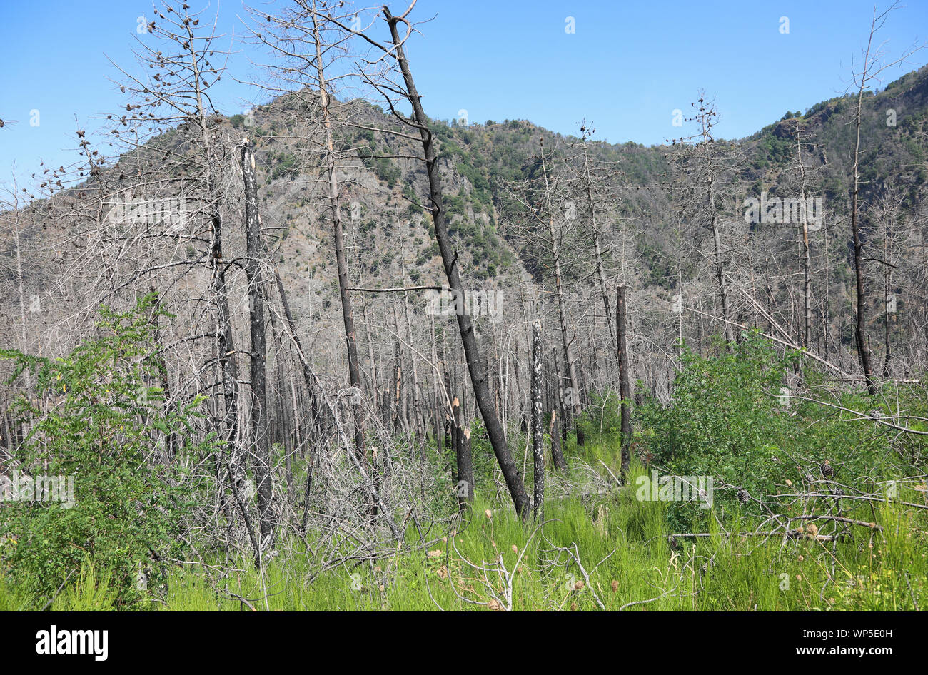 Molti alberi bruciati dopo il fuoco sulla collina Foto Stock