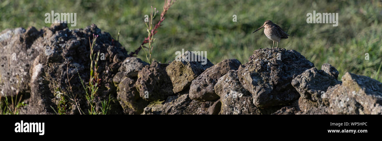 Comportamento insolito del timido principalmente Beccaccia (Scolopax rusticola) di vedetta su una roccia lavica a parete in corrispondenza dell'isola di Terceira nelle Azzorre. Terra n Foto Stock