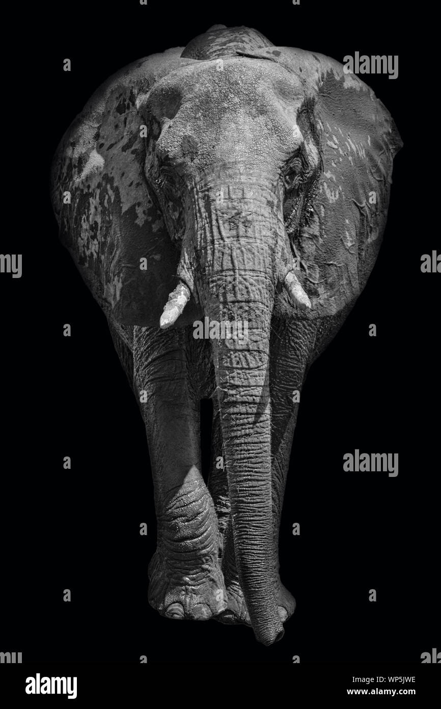 Elefante africano su sfondo scuro nell'immagine in bianco e nero Foto Stock