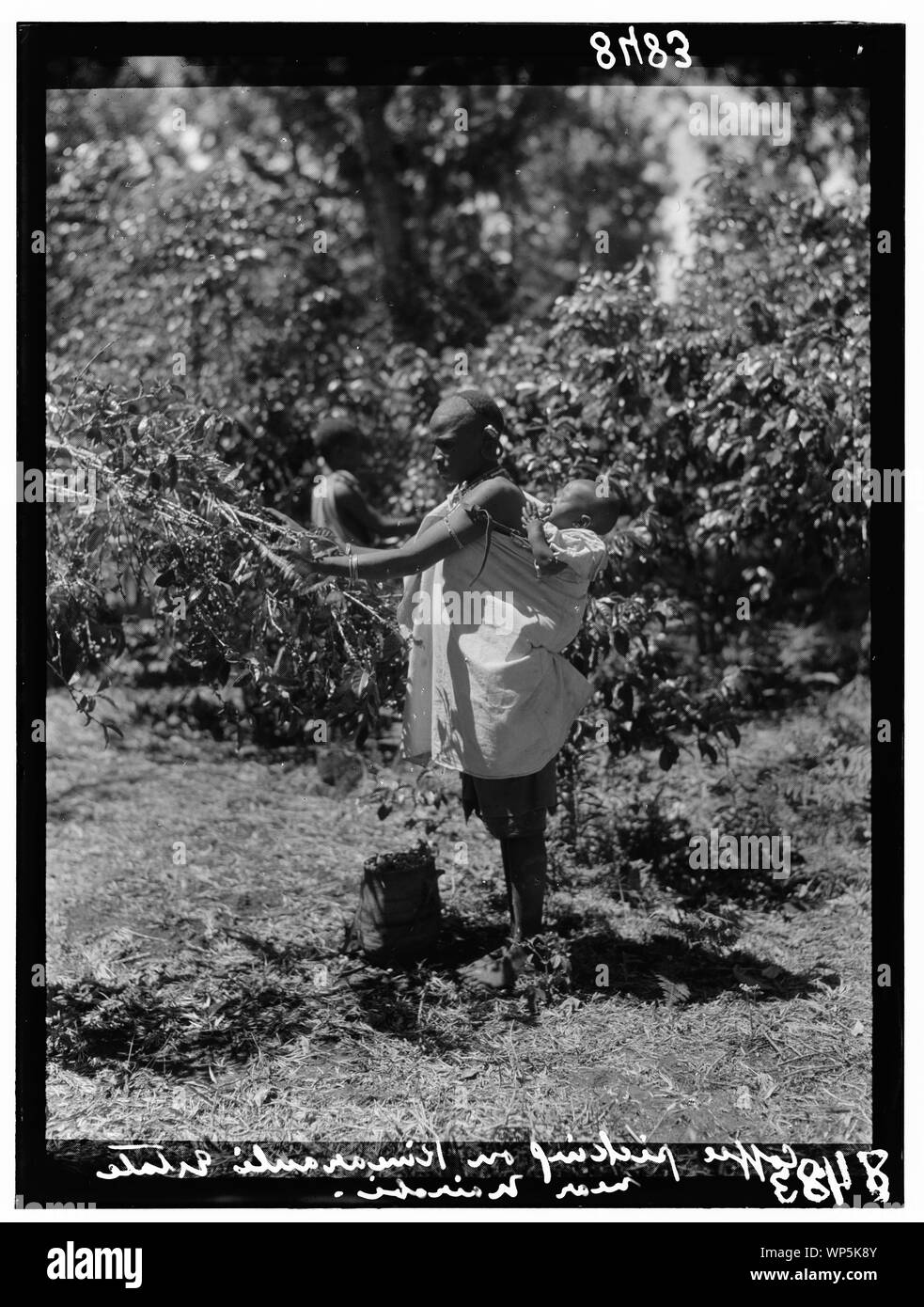 Kenya Colony. Piantagioni in Kenya colony. Donna indigena raccolgono caffè; con il bambino sulla schiena Foto Stock