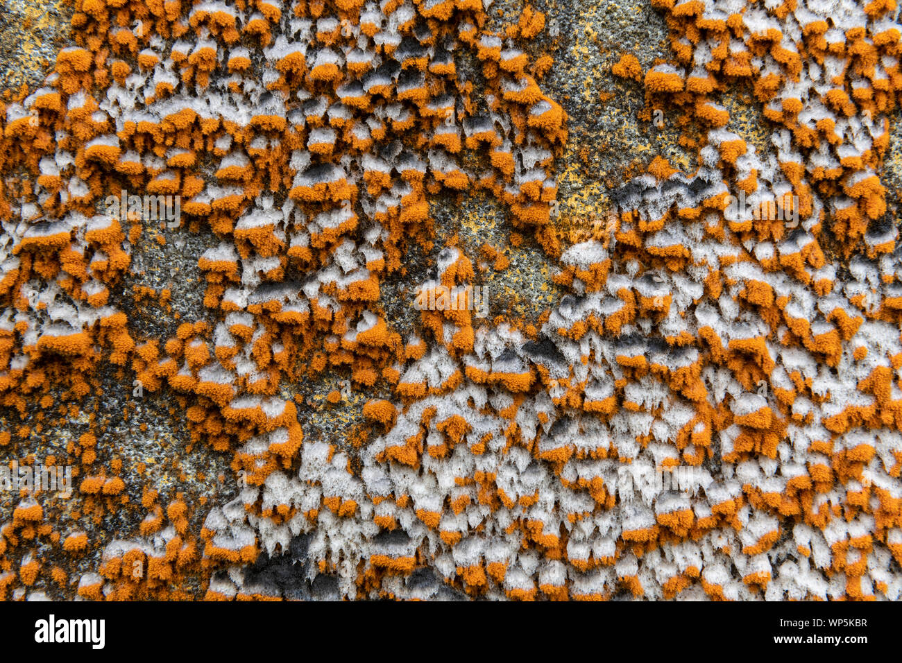 Colorate lichene arancione (xanthoria) incrostazioni overgrowing rovine e gli edifici abbandonati in São Miguel Island Foto Stock