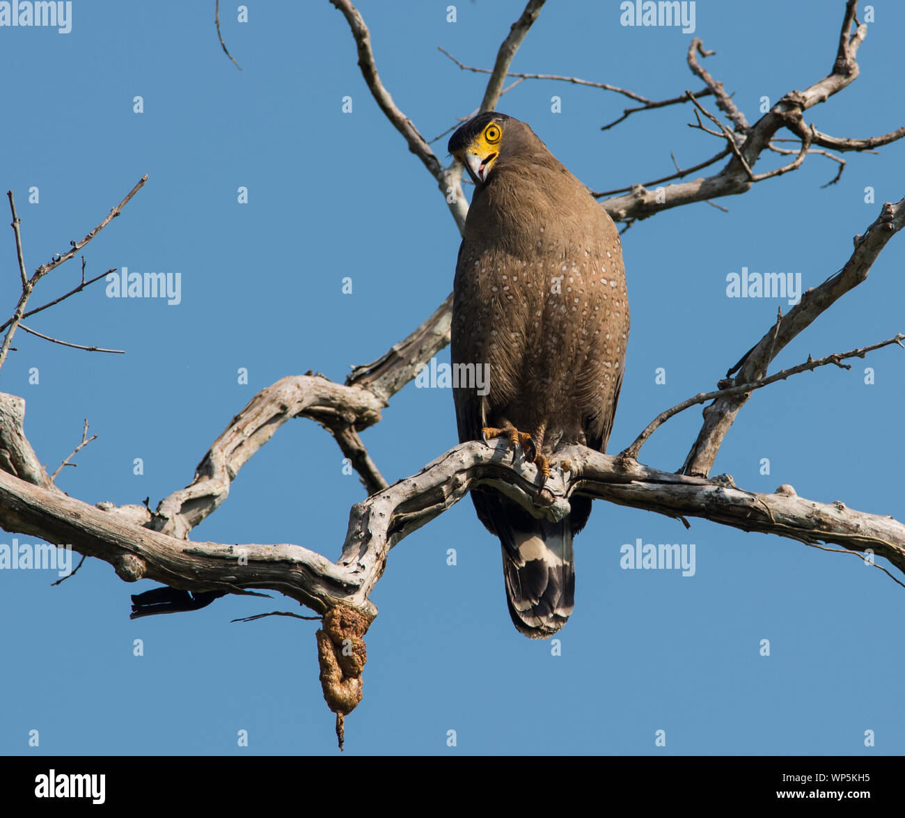 Crested Eagle serpente (Spilornis cheela) seduto su un ramo al sole in Kaeng Krachan Parco Nazionale della Thailandia. Foto Stock