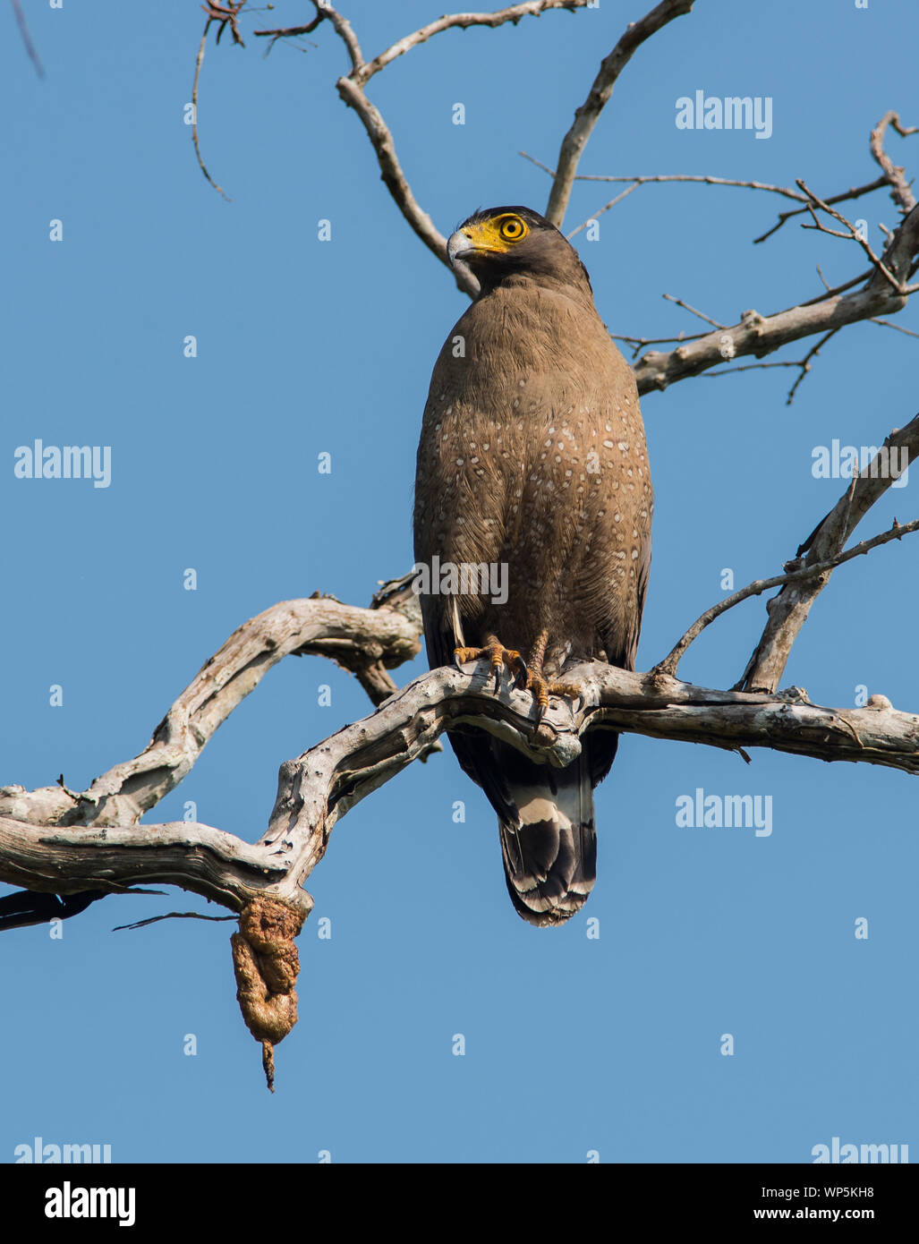 Crested Eagle serpente (Spilornis cheela) seduto su un ramo al sole in Kaeng Krachan Parco Nazionale della Thailandia. Foto Stock