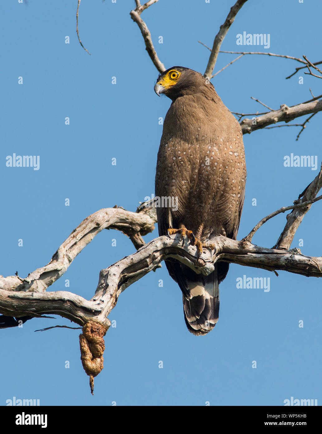 Crested Eagle serpente (Spilornis cheela) seduto su un ramo al sole in Kaeng Krachan Parco Nazionale della Thailandia. Foto Stock