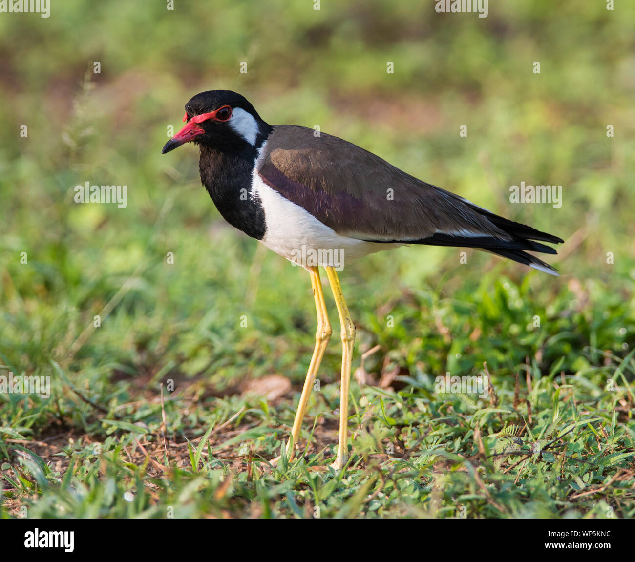 Red-Wattled Pavoncella (Vanellus indicus) in Kaeng Krachan Parco Nazionale della Thailandia Foto Stock