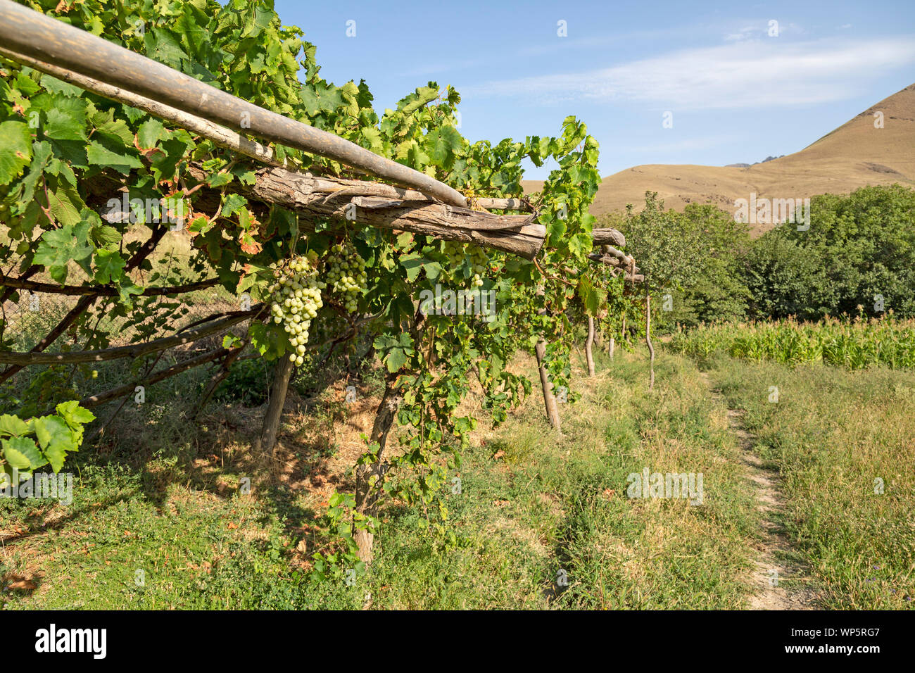 L'uva cresce su vigneti nei pressi del villaggio di Hayat in Uzbekistan. Foto Stock