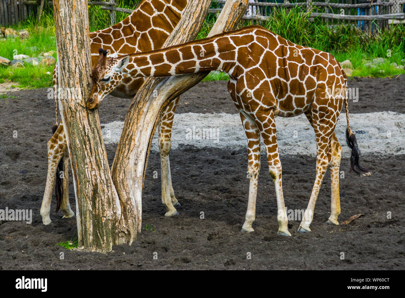 Northern giraffe strofinando la sua testa contro un tronco di albero, vulnerabile specie animale dall'Africa Foto Stock