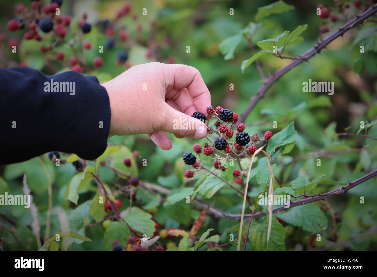 Raccolta a mano more selvatiche in autunno Foto Stock