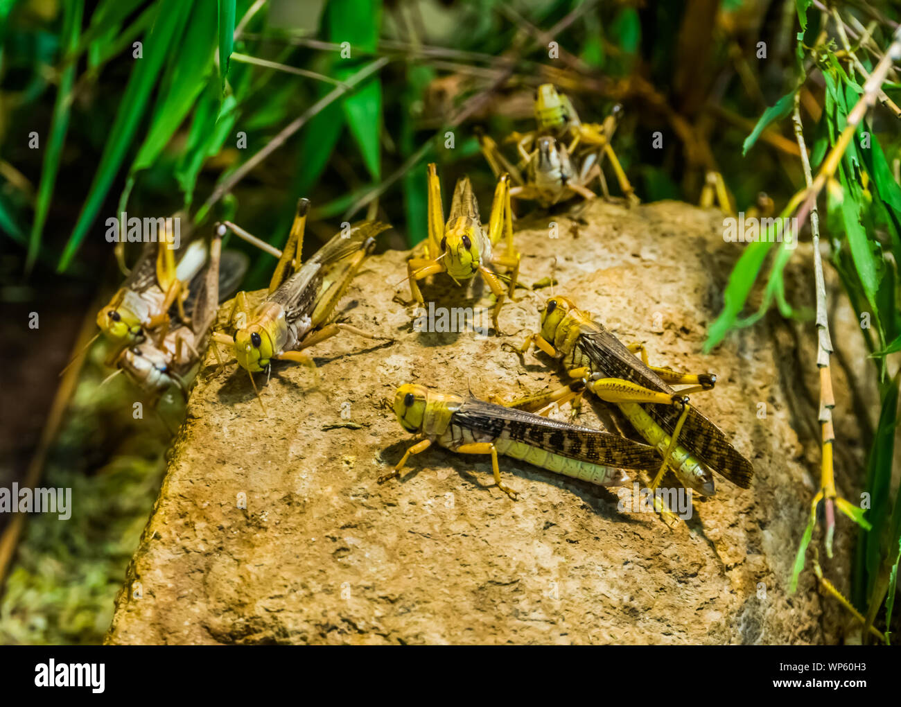 Gruppo di locuste insieme nel macro closeup, popolare specie di insetti Foto Stock
