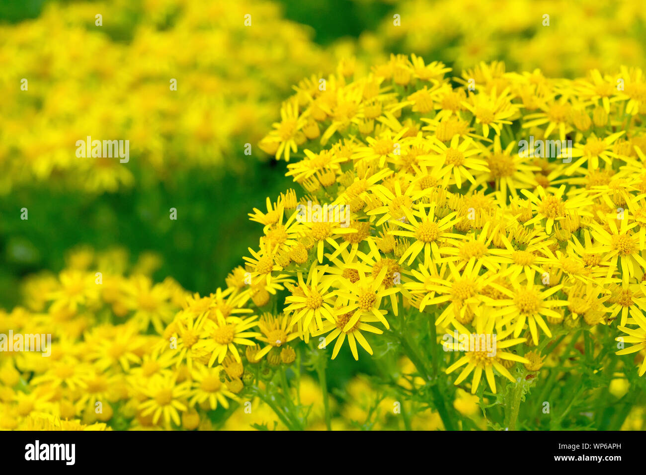 Comune di erba tossica (senecio jacobaea), close up della massa di fiori prodotte dalle piante in piena fioritura. Foto Stock