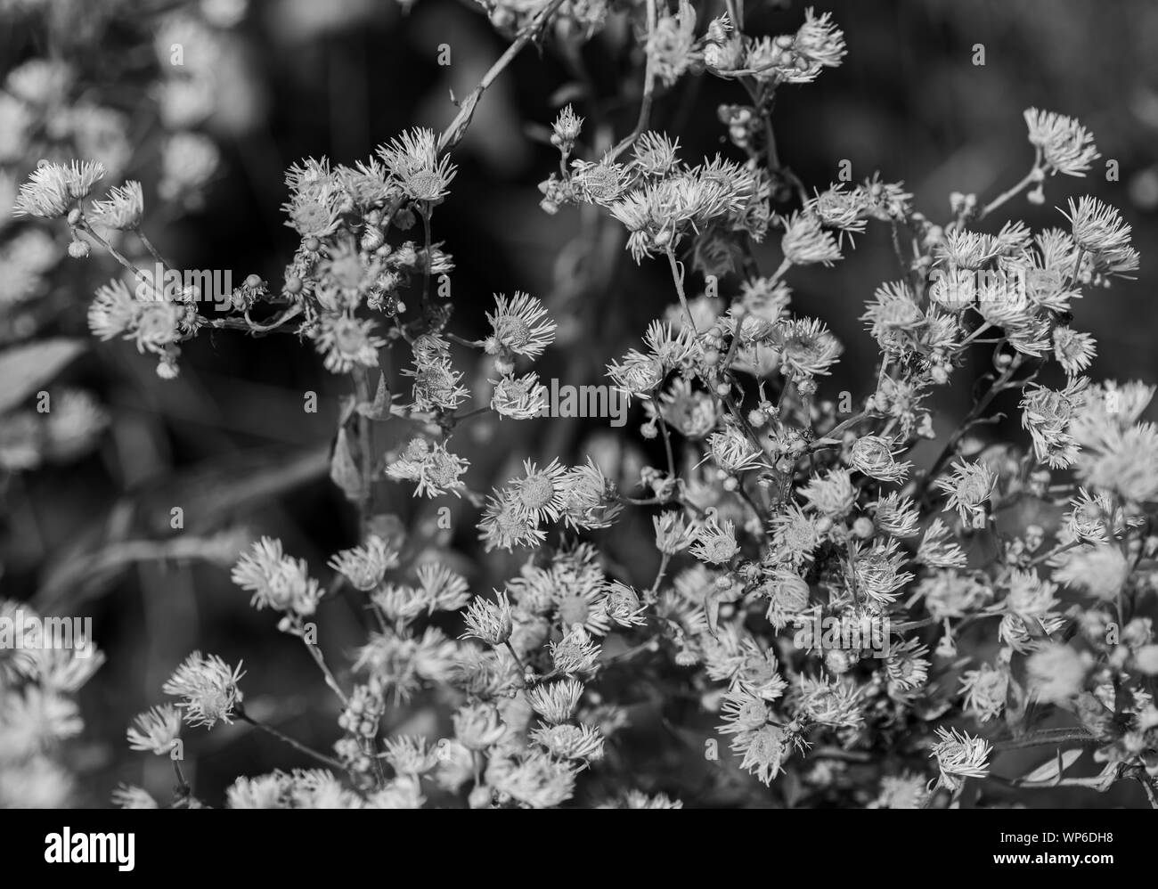 Blüten in schwarz weiss Foto Stock