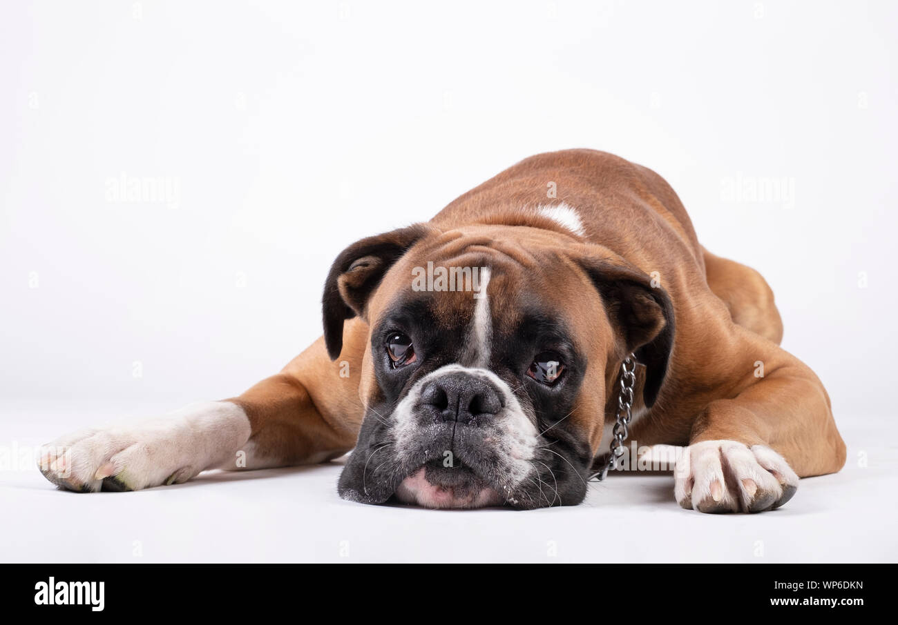 Cane boxer giacente con la sua testa sul pavimento su uno sfondo bianco. Foto Stock