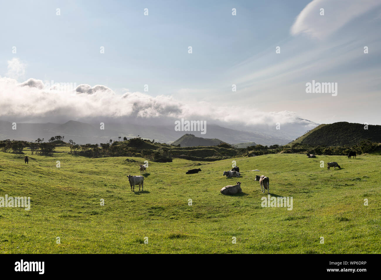 Bestiame bovino di caseificio agricoltura sulla campagna Planalto da Achada di Ilha do Pico Isola, Azzorre, Portogallo Foto Stock