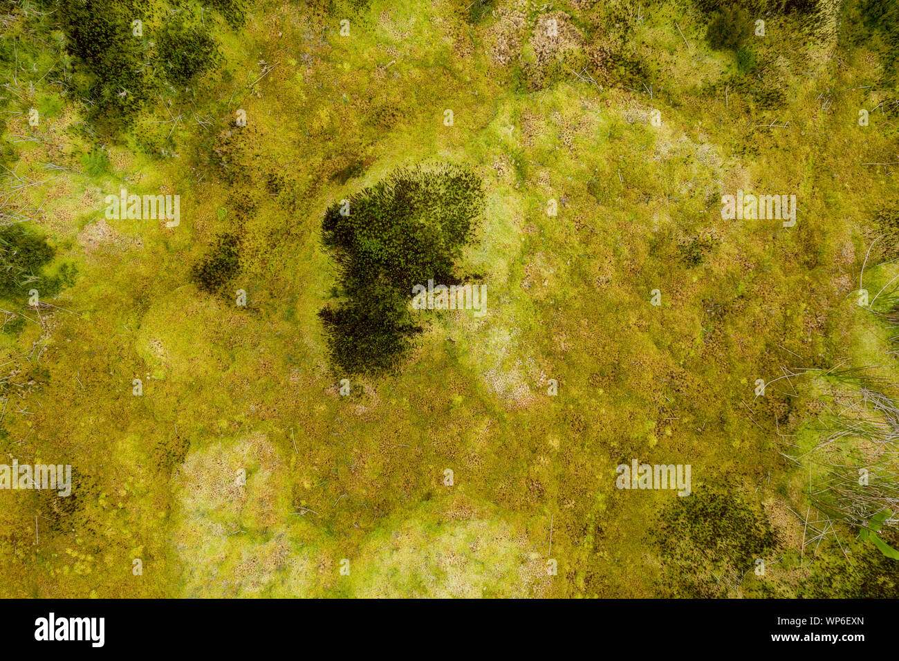 Antenna immagine astratta di giallo verde vegetazione di piante succulente e muschi su una metropolitana vulcanico vicino a Lagoa Negra e Comprida su Ilha das Fl Foto Stock