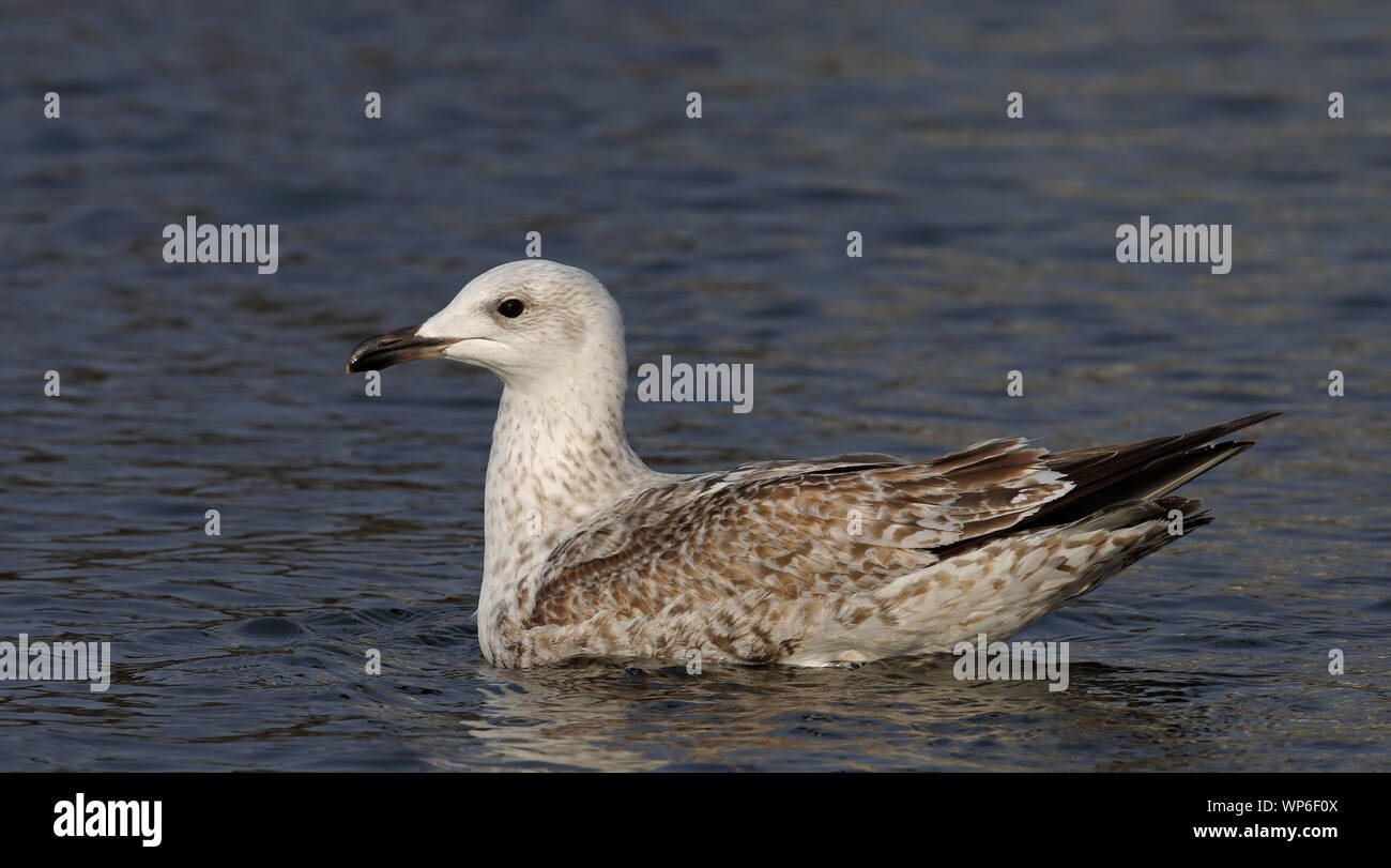 Gabbiano giovane europeo delle aringhe, nuoto Larus argentatus Foto Stock