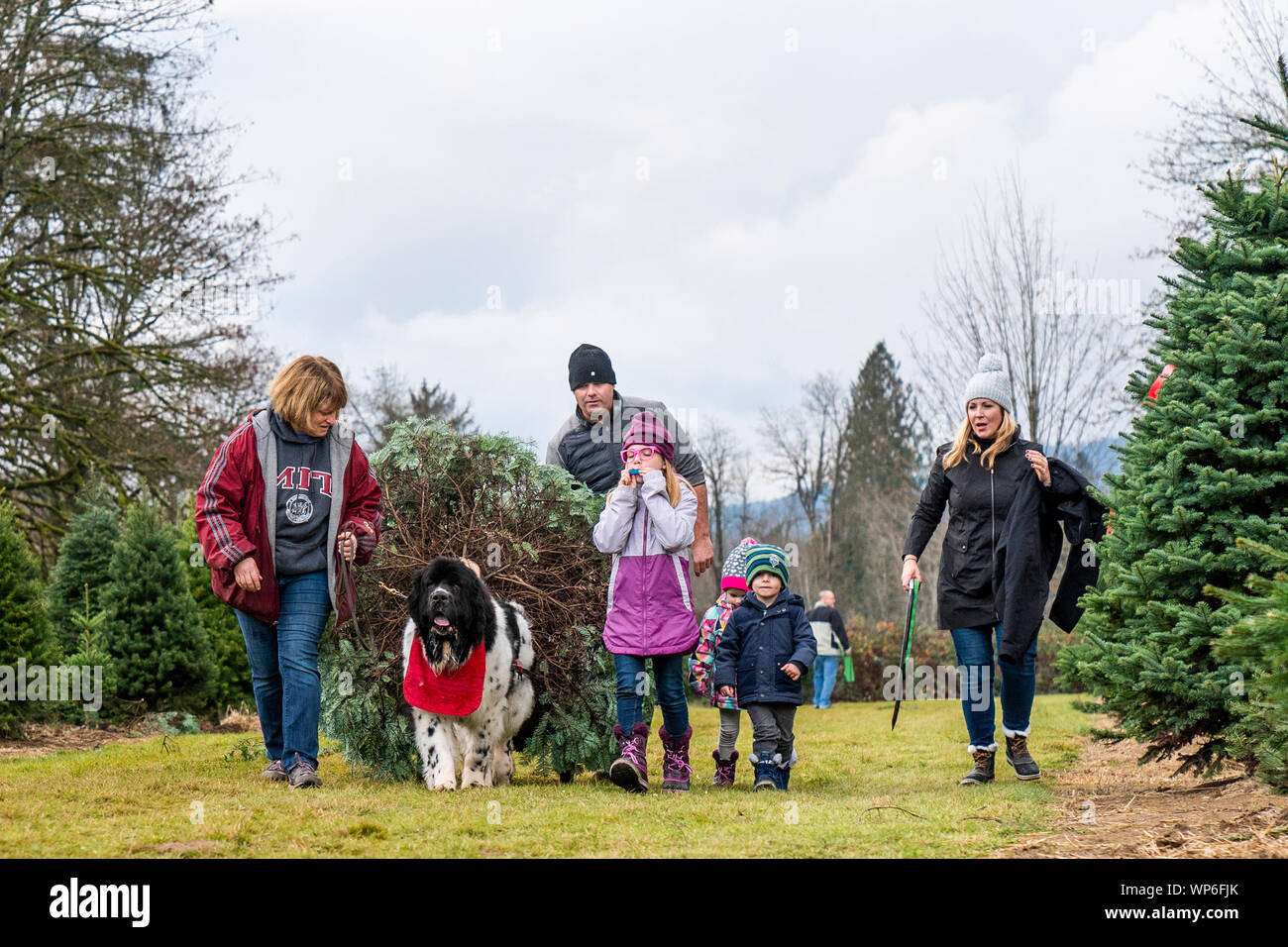 Cane di Terranova tirando albero di Natale dal campo per la famiglia. Foto Stock