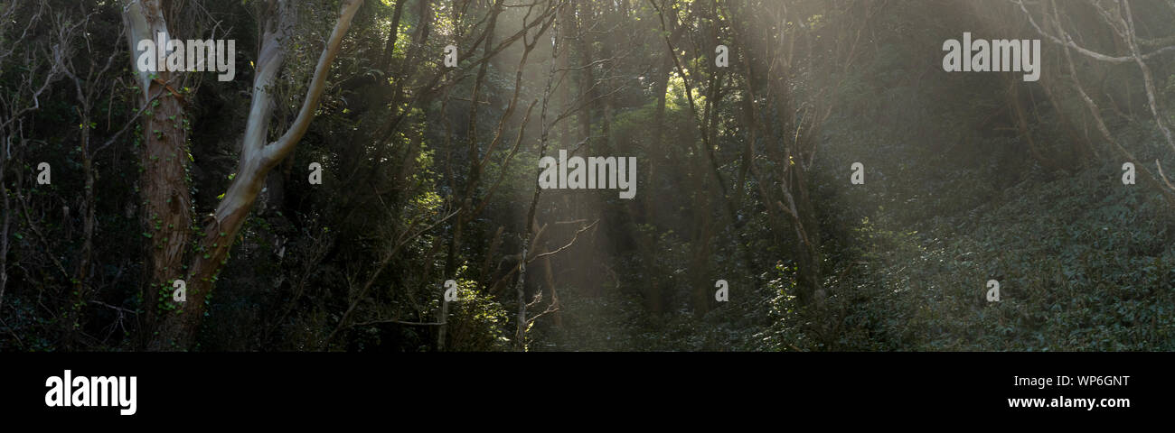 Paesaggio di raggi di fasci di luce del sole di entrare in una fiaba foresta con nebbia misteriosa sulla costa orientale delle Azzorre isola di São Miguel sul modo per Foto Stock