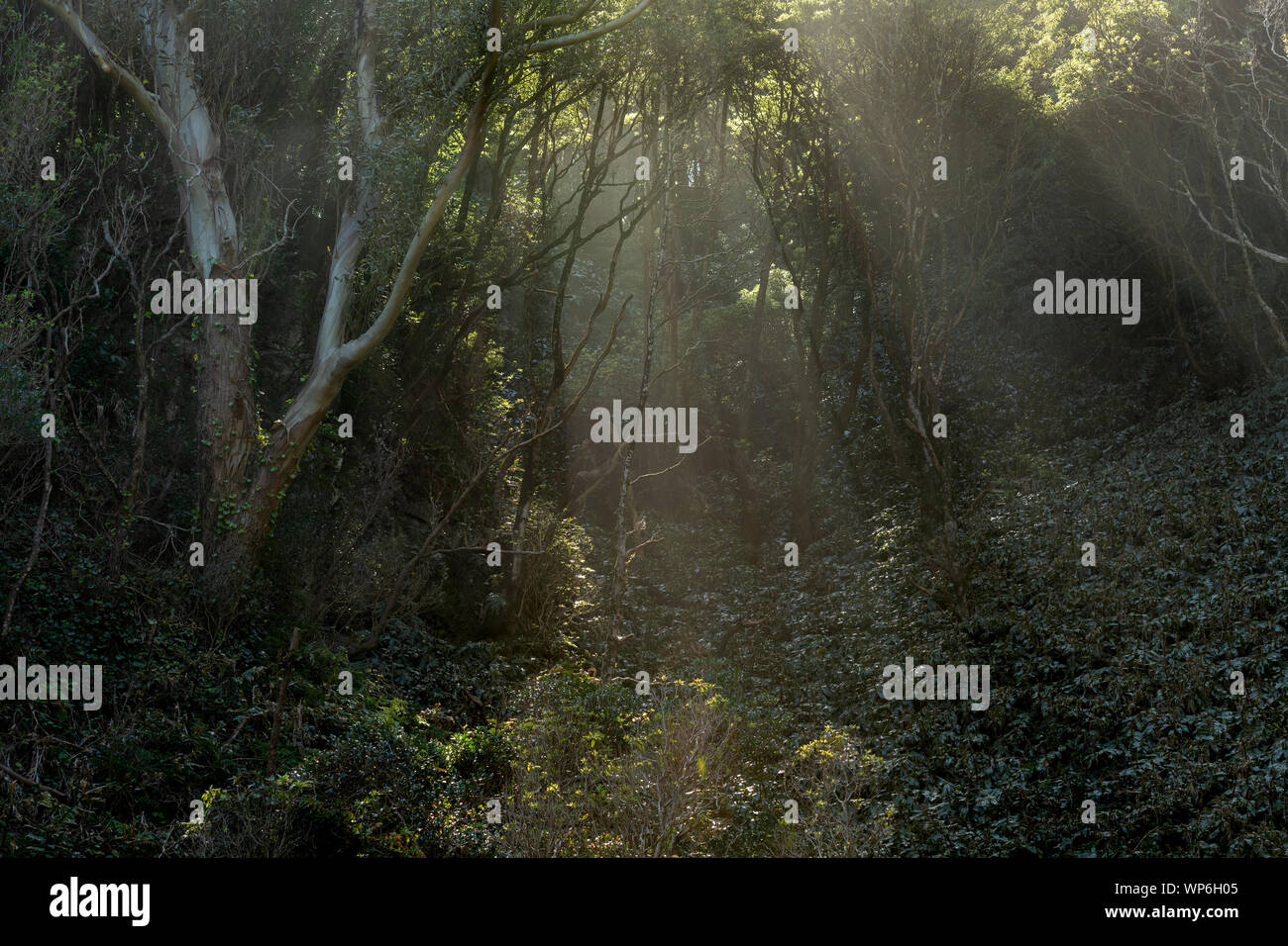 Paesaggio di raggi di fasci di luce del sole di entrare in una fiaba foresta con nebbia misteriosa sulla costa orientale delle Azzorre isola di São Miguel sul modo per Foto Stock