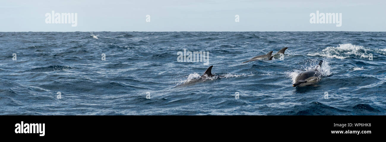 Gruppo di delfini comuni nelle acque delle isole Azzorre vicino a Sao Miguel Island. Il delfino comune è il nome dato a due specie di delfino ma Foto Stock