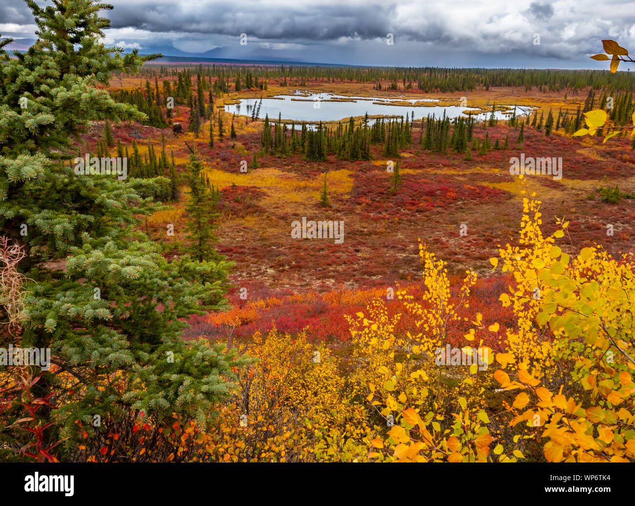 Autostrada Denali Alaskan deserto in autunno Foto Stock