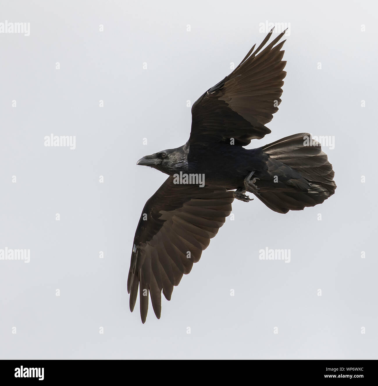 Raven comune battenti in Alaska Foto Stock