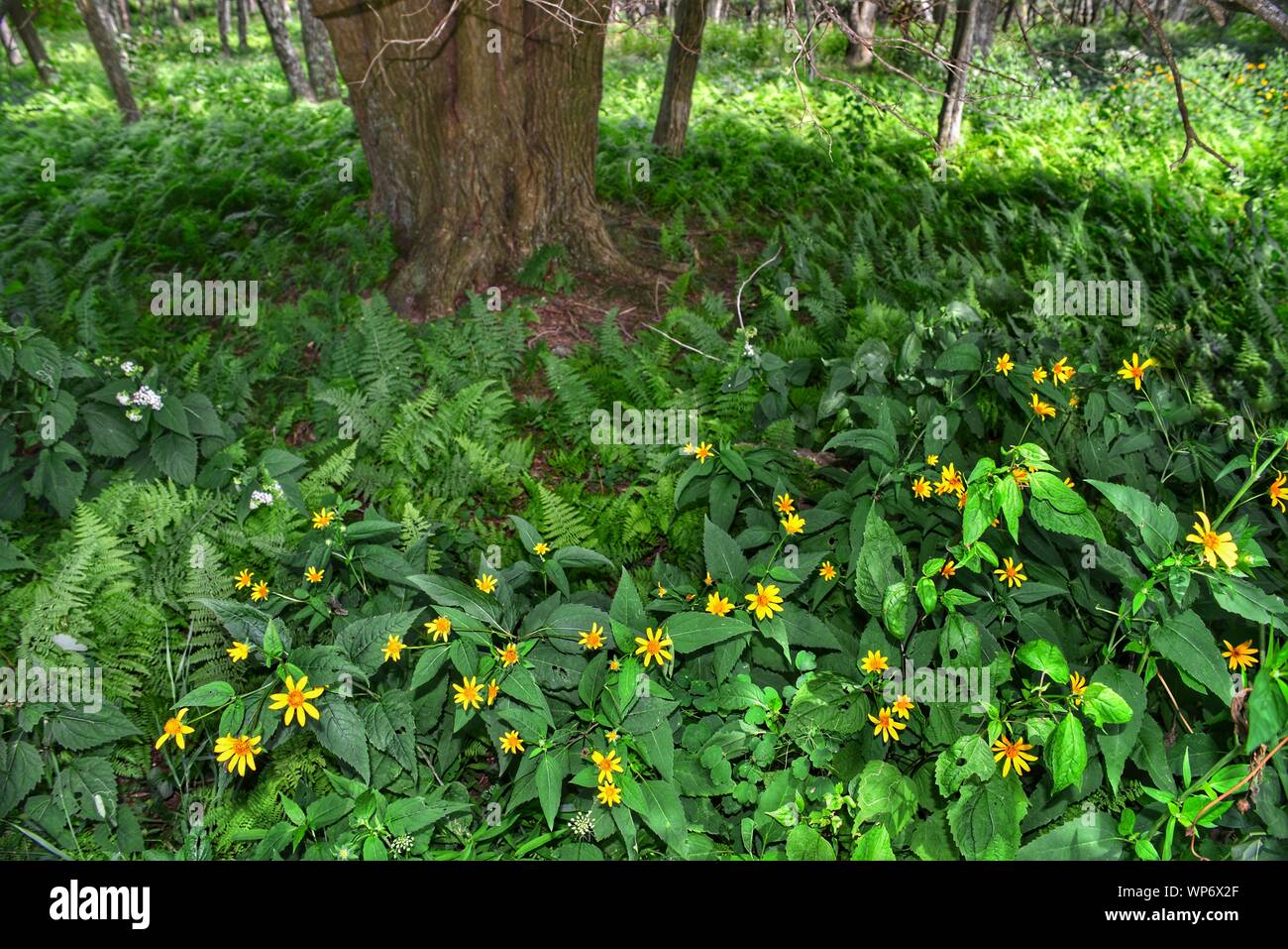 Suolo della foresta nel parco nazionale di Shenandoah Virginia, USA coperto con giallo fiore fiori selvaggi e lussureggianti felci Foto Stock