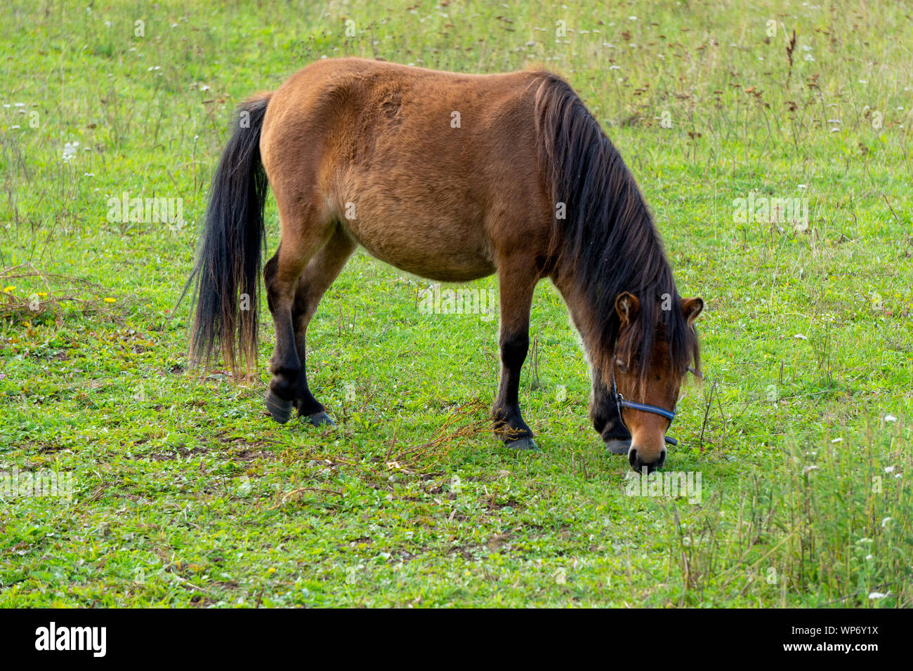 Piccolo grazioso pony marrone in un prato vicino a una vecchia fattoria. Pony mangiare fresco di erba succosa Foto Stock