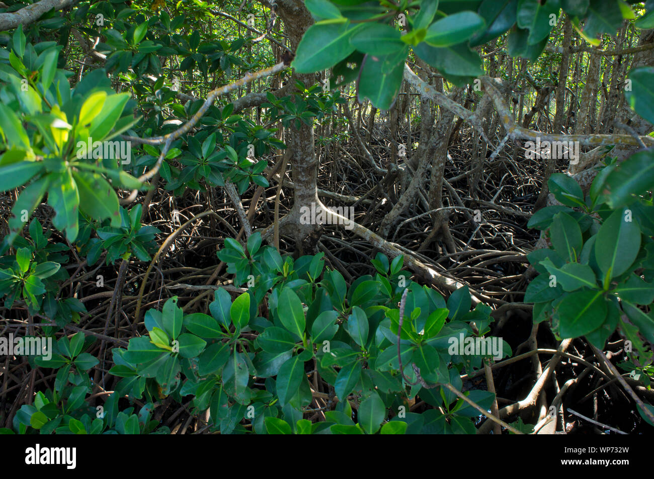 Palude di mangrovie fotografato in Matheson Amaca Miami-Dade Parcheggio contea di Coral Gables, Miami, Florida Foto Stock