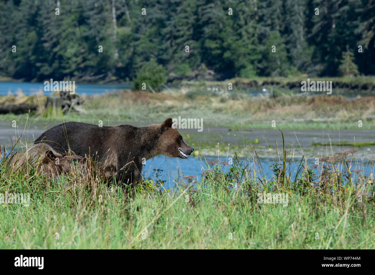 Canada, British Columbia, grande orso nella foresta pluviale, Khutze ingresso. Orso bruno aka orso grizzly, sow (WILD: Ursus arctos) in grassy riverside habitat. Foto Stock