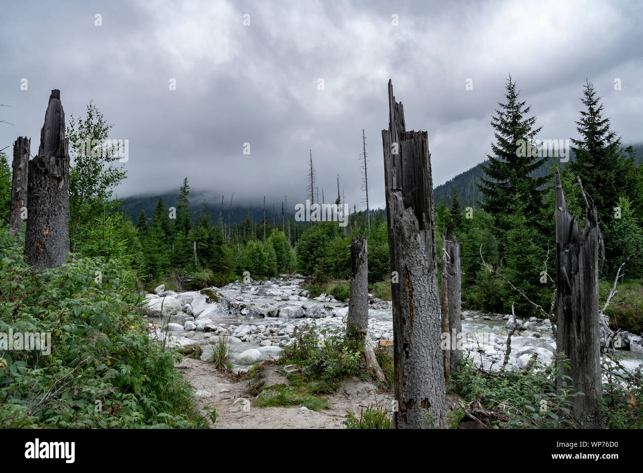 Fiume e vecchi alberi rotti in Studena dolina nei Monti Tatra. La Slovacchia, l'Europa. Foto Stock