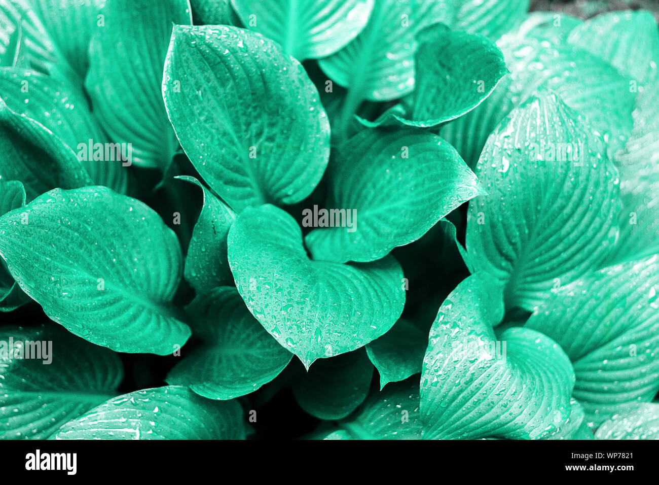 Lussureggiante verde erba naturale sfondo con gocce d'acqua, alla moda neo menta verde biscaglia sfondo naturale. Messa a fuoco selettiva. Foto Stock