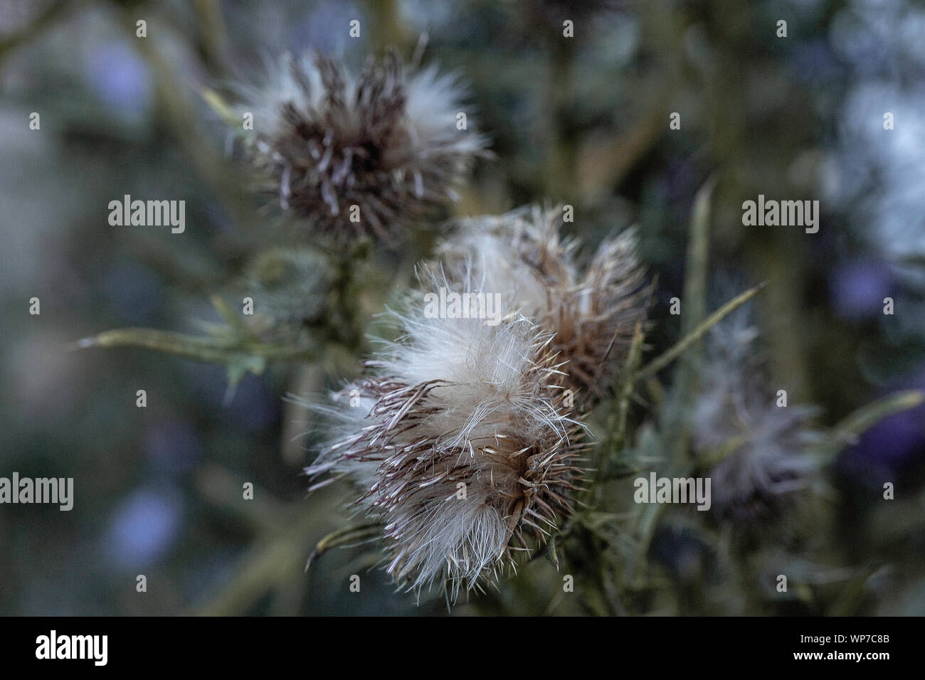 Abstract la fotografia macro Foto Stock