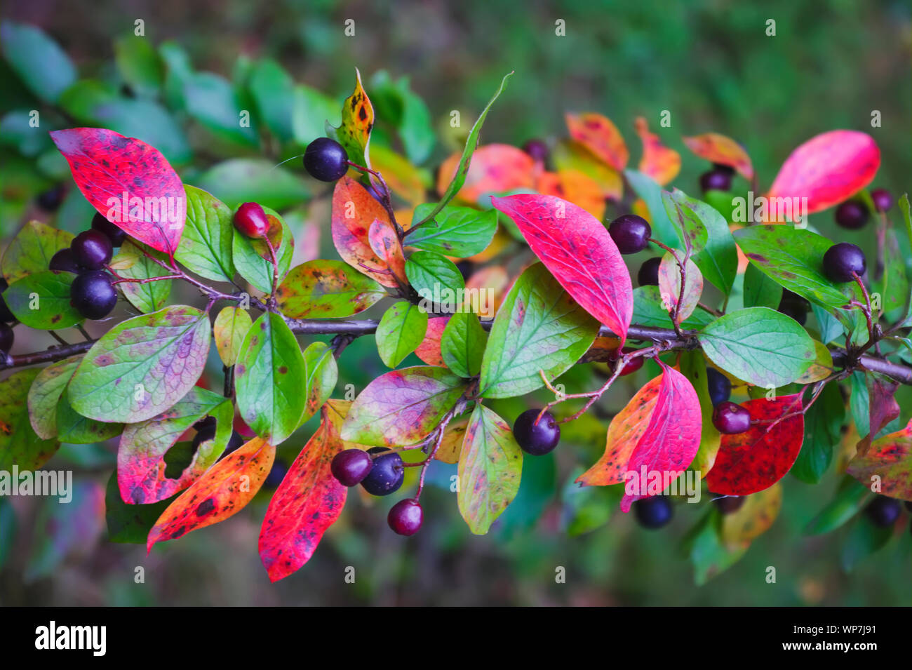 I frutti maturi di shadberry su un ramo vicino. Foto Stock